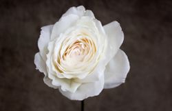 Принцесса Миюки (Princess Miyuki)