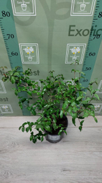 Eugenia Uniflora