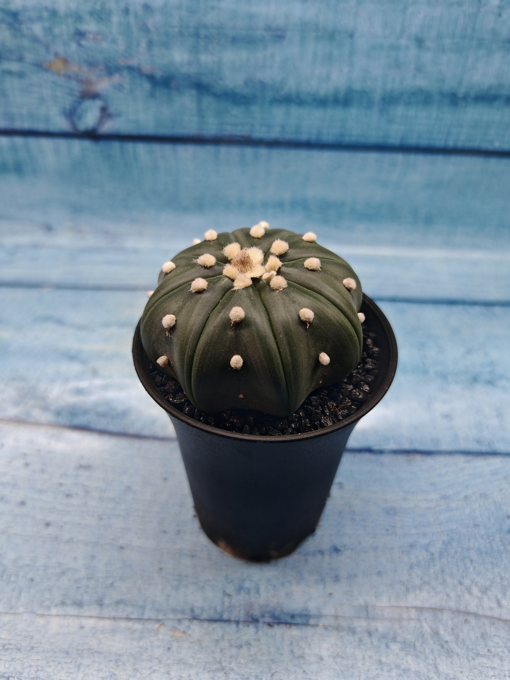 Astrophytum Asterias (Астрофитум)