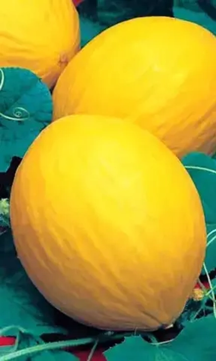 Дыня Колхозница 749/753 10шт УрДачник