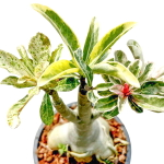 Адениум обесум FANCY VAR M мультипрививка