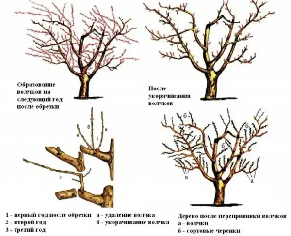 Волчки на плодовых: почему ваш сад в опасности?