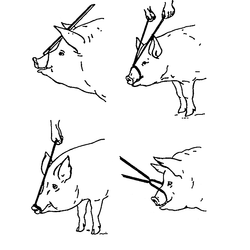 Фиксатор-петля с ручкой для усмирения свиней