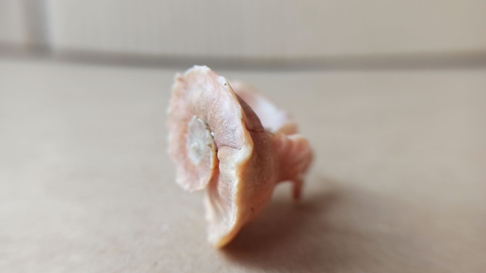 Латиаксис мавае с оперкулумом (Latiaxis mawae) 4 см.