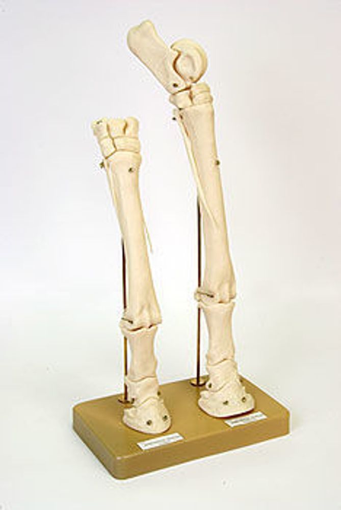 Модель «Скелет конечностей лошади» (передняя и задняя)