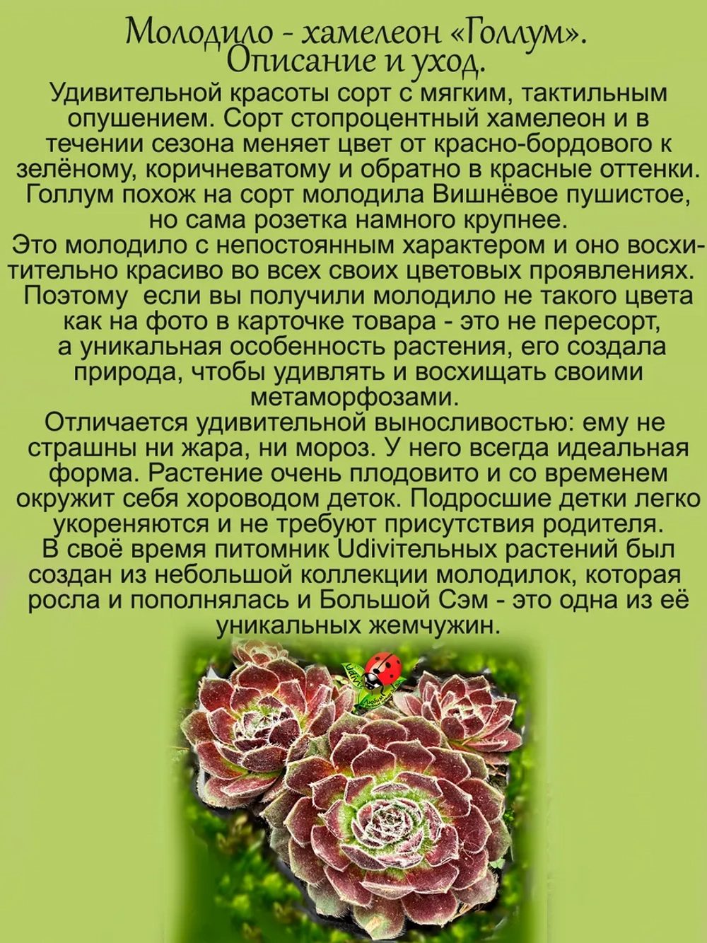 Молодило Голлум хамелеон каменная роза