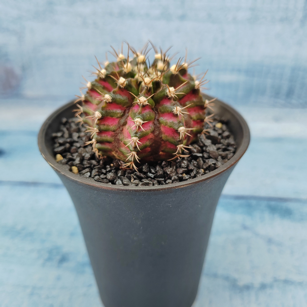 Gymnocalycium T-Rex Pink hybride (Гимнокалициум T-rex)
