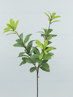 Ветка Олеандр