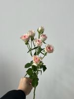 Кустовая роза в нежном оттенке