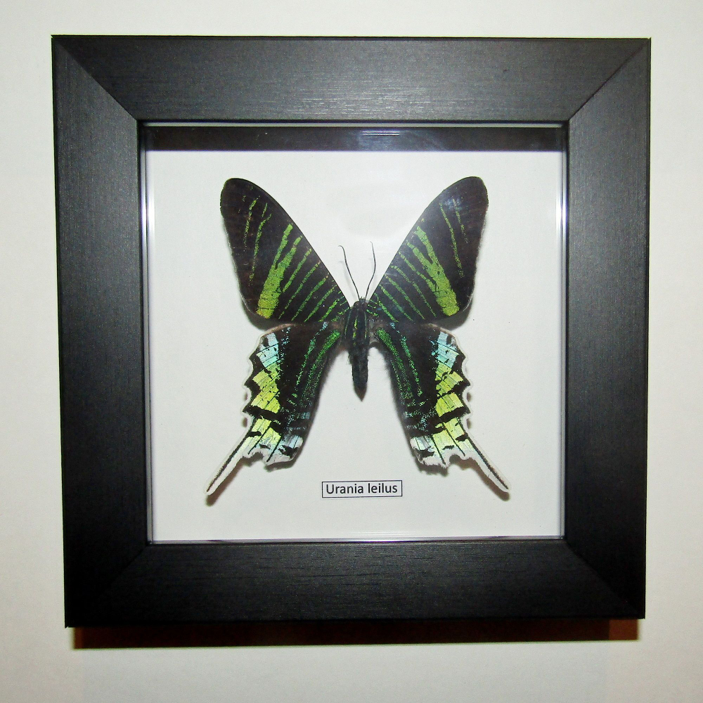 Бабочка Urania leilus в рамке