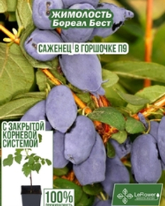 Жимолость