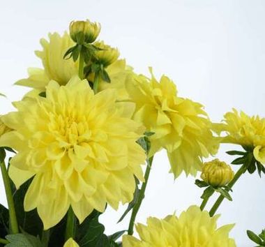 17133 Георгин DARLIN' Yellow (Весна 2026)