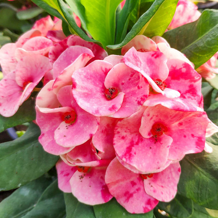 Эуфорбия Миля MAE FAHLUANG