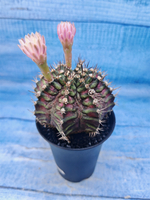 Gymnocalycium T-Rex Pink hybrid (Гимнокалициум T-rex)