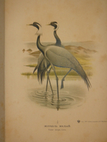 "Охотничьи и промысловые птицы Европейской России и Кавказа. В 2-х томах и Атласом". М.А.Мензбир. 1902г.