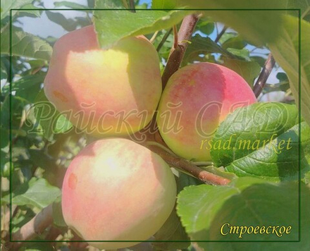 Яблоня Строевское