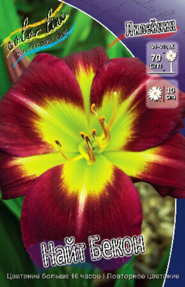 Лилейник Найт Бекон