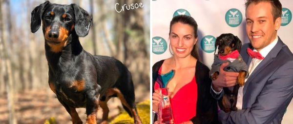 Такса получила премию Shorty Awards за успехи в соцсетях Такса получила премию Shorty Awards за успехи в соцсетях