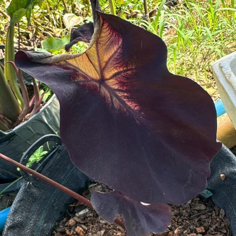 Колоказия DIABLO