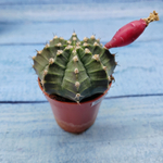Gymnocalycium Friedrichii (Гимнокалициум)