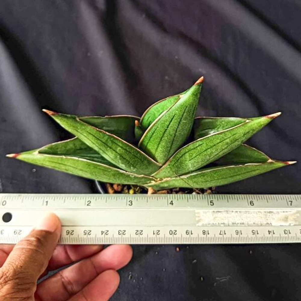 Сансевиерия BILBAO