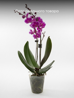 Фаленопсис розовый д.9