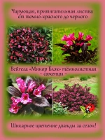 Вейгела Минор Блэк тёмнолистная