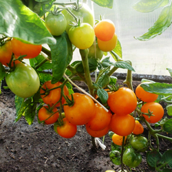 Помидоры — Ola Polka – Оля Полька