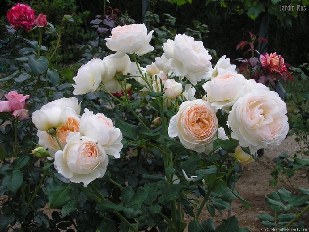 Мишель Морган (Michele Morgan)