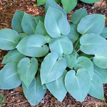 Хоста гибридная Халцион С2