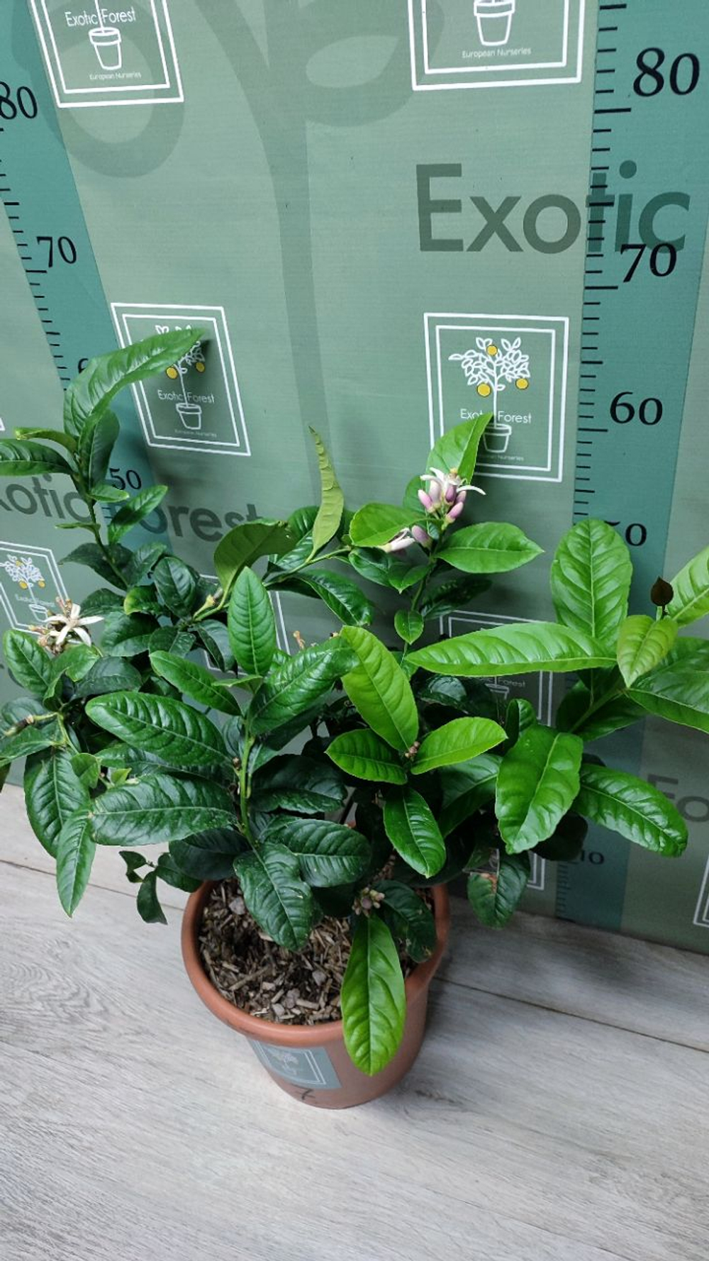 C. medica “Mak Nao San”