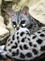 CIVETTONE 0,1% / ЦИВЕТОН CAS 542-46-1