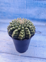 Gymnocalycium Spineless (Гимнокалициум)