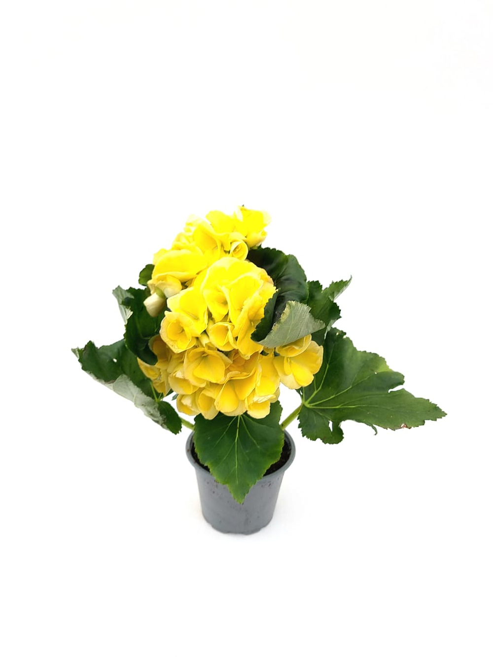 Бегония красивоцветущая, диаметр 9