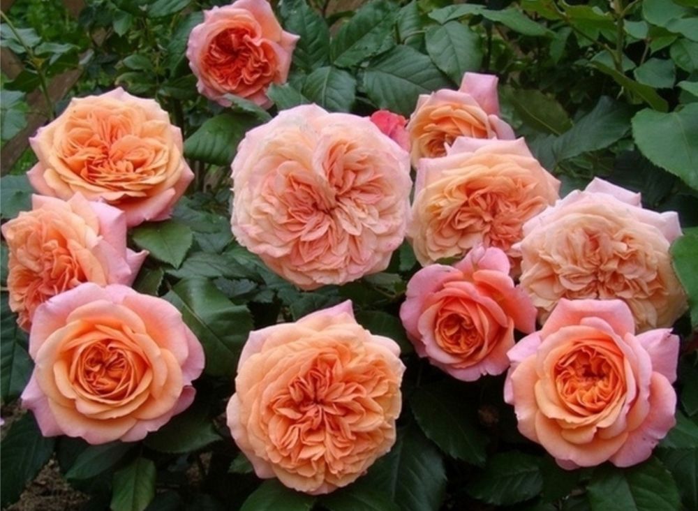 Чиппендейл (Chippendale)