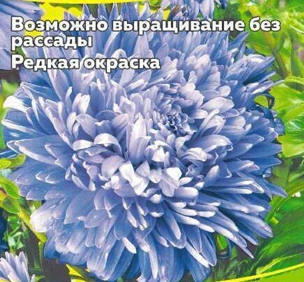 Астра Аполлония светло-голубая (са)