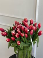 Тюльпаны классика - малиново-белый цвет