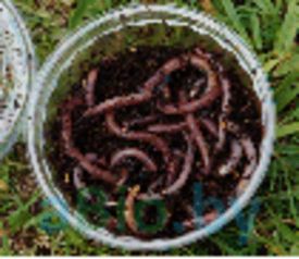 Калифорнийские черви, кто они?