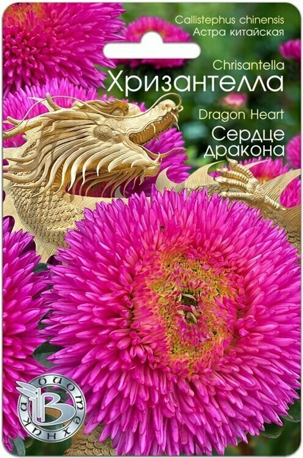 Астра Хризантелла Сердце Дракона