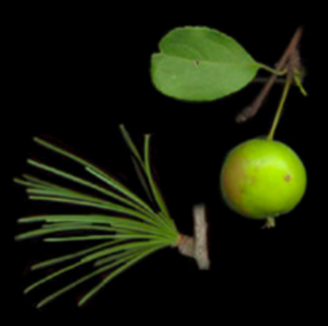 Травы, кустарники и деревья России. Практикум-определитель онлайн