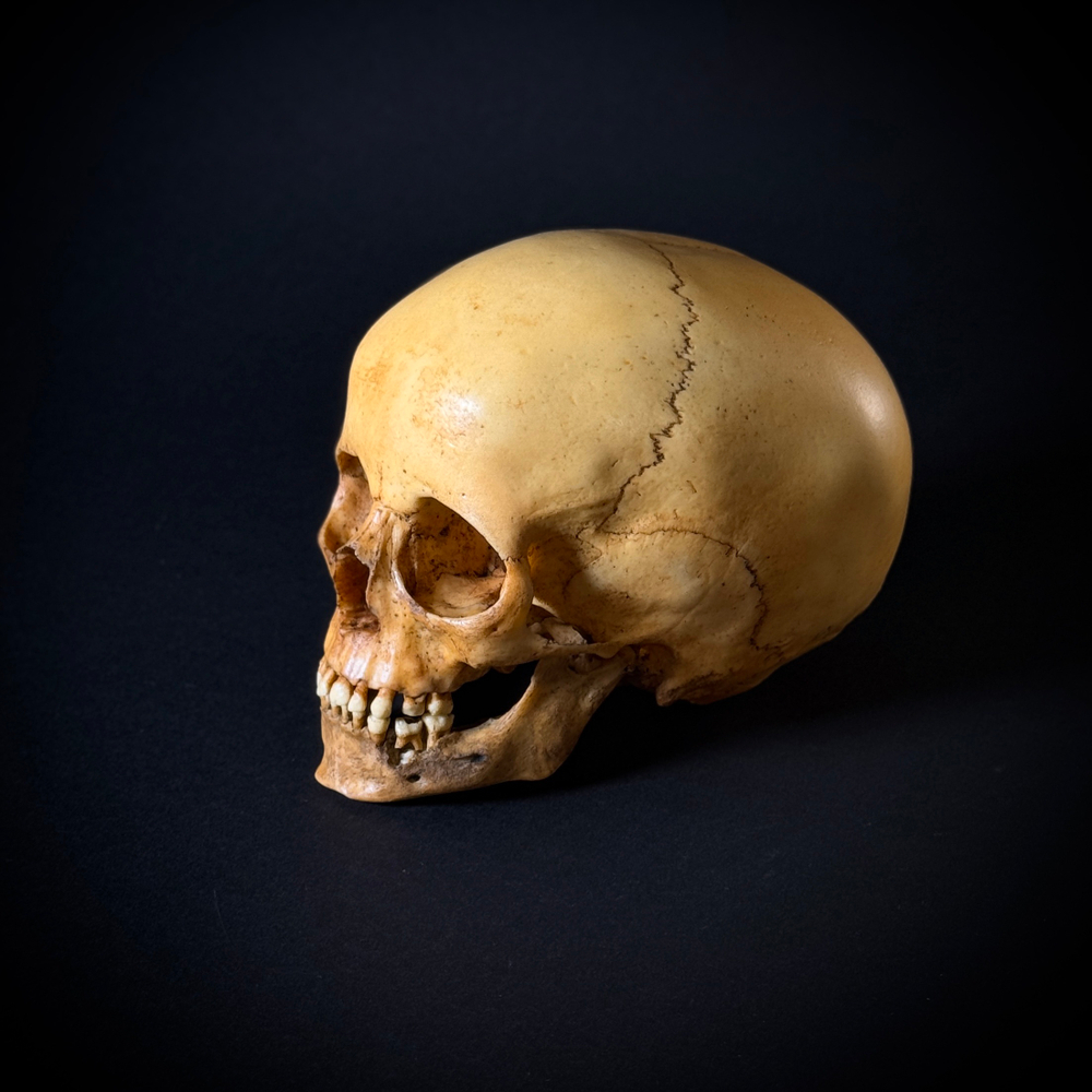 Череп человека ребёнок (анатомическая модель)