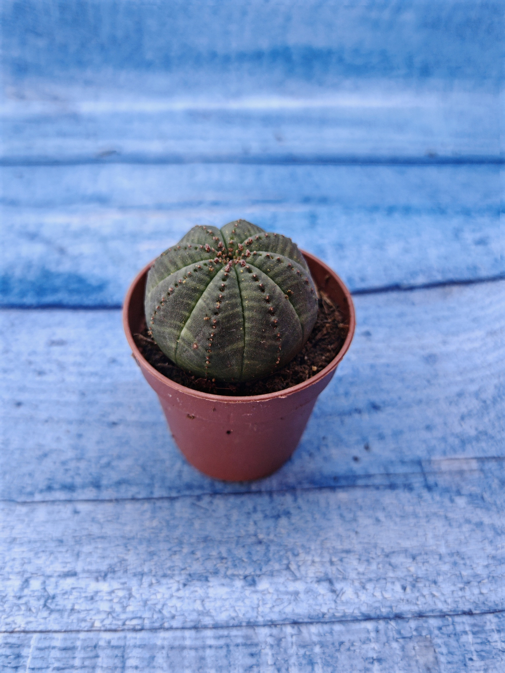 Euphorbia Obesa (Эуфорбия)