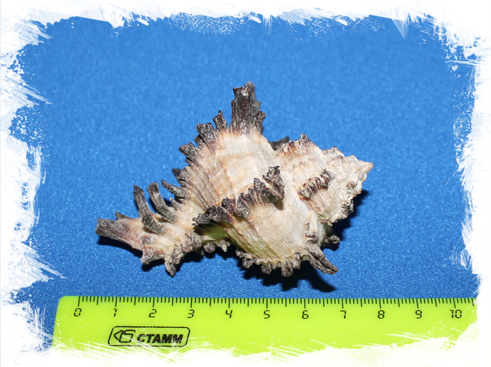 Мурекс Индивия размер