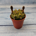 Gymnocalycium Friedrichii (Гимнокалициум)