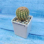 Echinocereus Rigidissimus Rubispinus (Эхиноцереус)