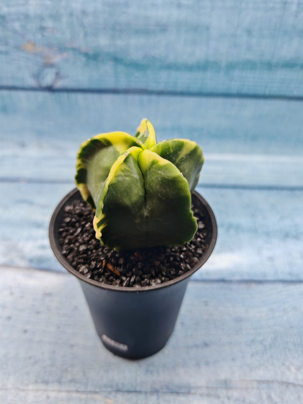 Astrophytum Myriostigma variagate (Астрофитум вариегатный)