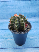 Gymnocalycium Variegata (Гимнокалициум Вариегатный)