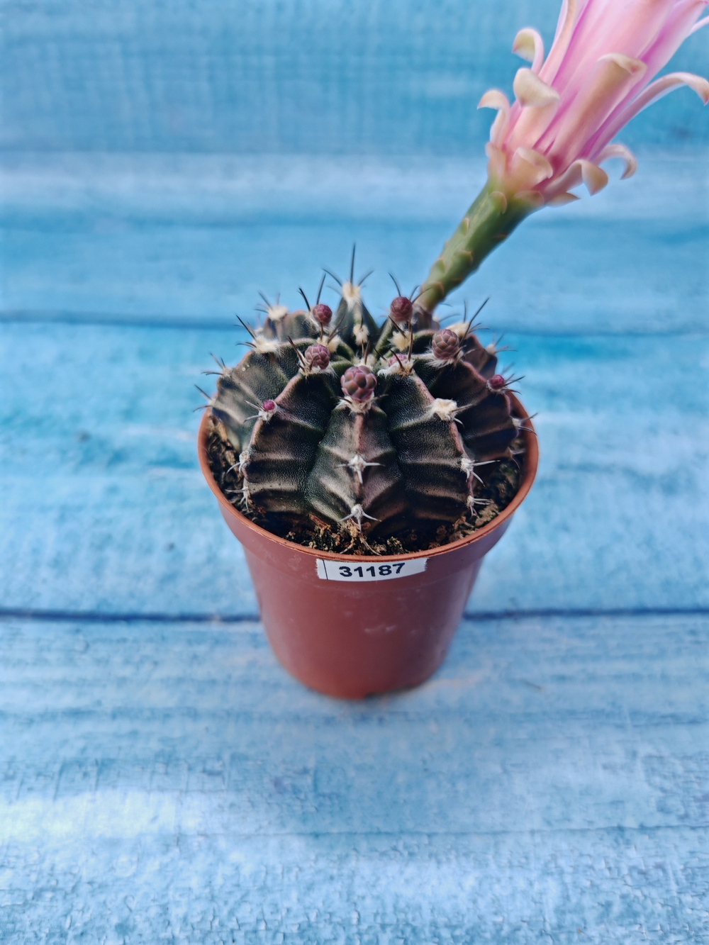 Gymnocalycium Friedrichii (Гимнокалициум)