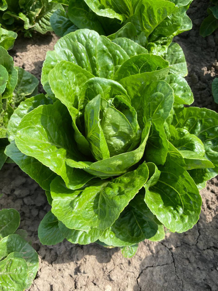 Квинтус семена салата ромэн (Rijk Zwaan /ALEXAGRO) культура – фото 3