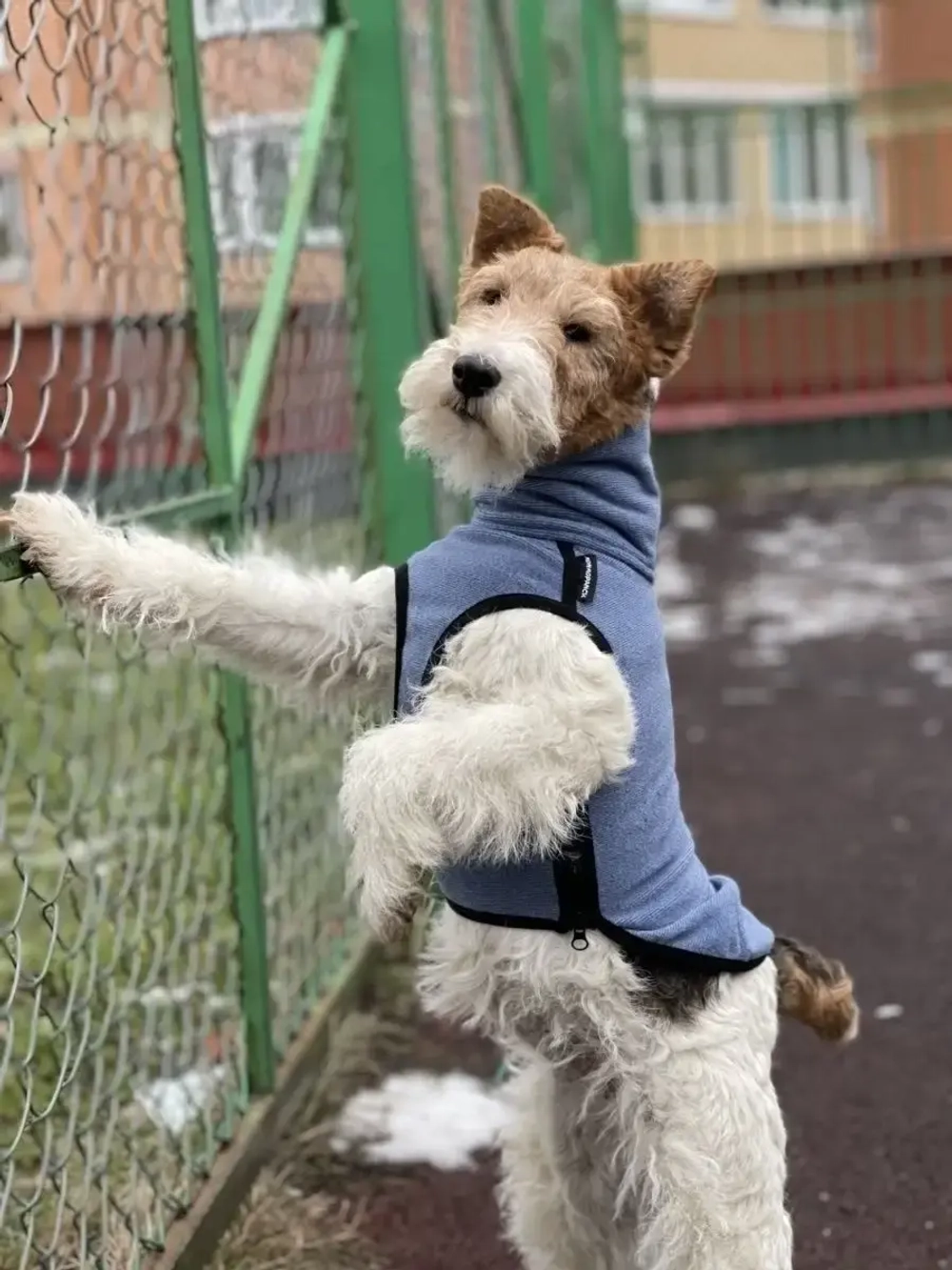 Свитер для собак на молнии попона